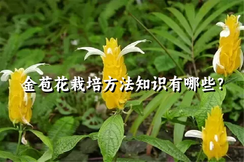 金苞花栽培方法知识有哪些？