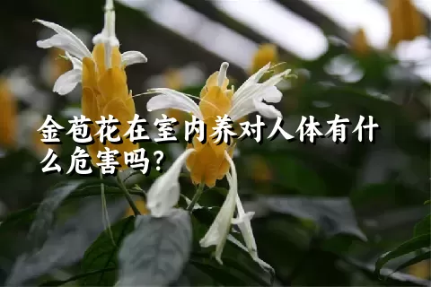 金苞花在室内养对人体有什么危害吗？