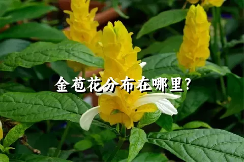 金苞花分布在哪里?