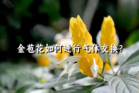 金苞花如何进行气体交换？