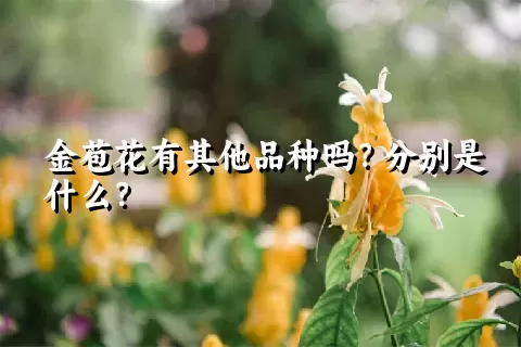 金苞花有其他品种吗？分别是什么？