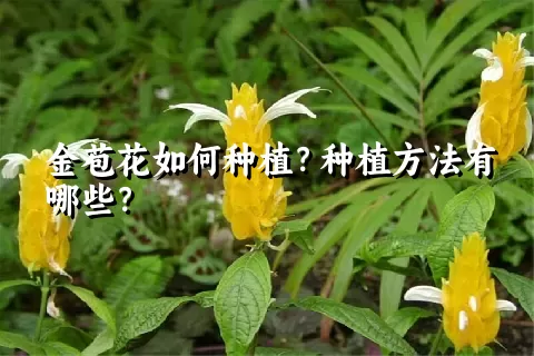 金苞花如何种植？种植方法有哪些？