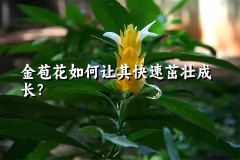 金苞花如何让其快速茁壮成长？