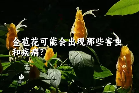 金苞花可能会出现那些害虫和疾病？