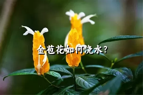 金苞花如何浇水？