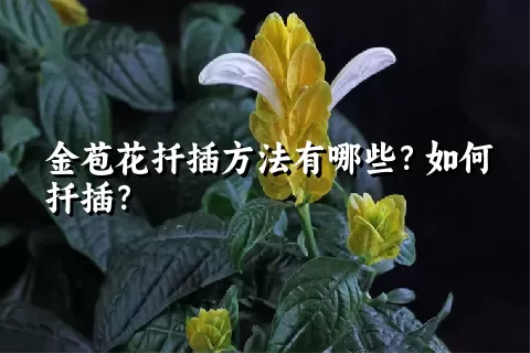 金苞花扦插方法有哪些？如何扦插？