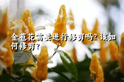 金苞花需要进行修剪吗？该如何修剪？