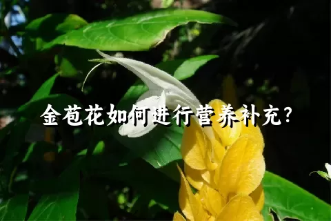 金苞花如何进行营养补充？