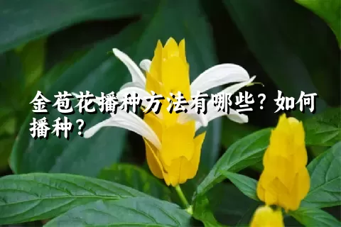 金苞花播种方法有哪些？如何播种？