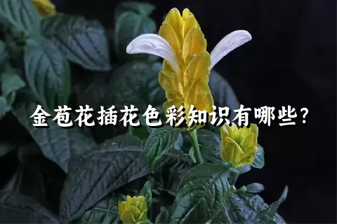 金苞花插花色彩知识有哪些？