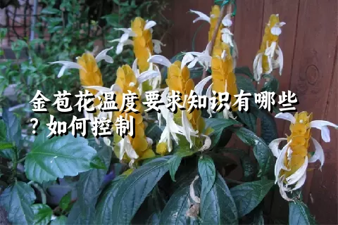 金苞花温度要求知识有哪些？如何控制