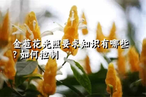 金苞花光照要求知识有哪些？如何控制