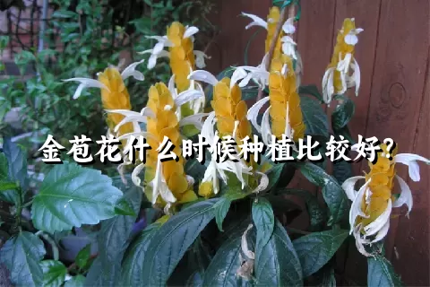 金苞花什么时候种植比较好？