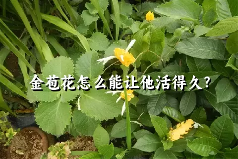 金苞花怎么能让他活得久？