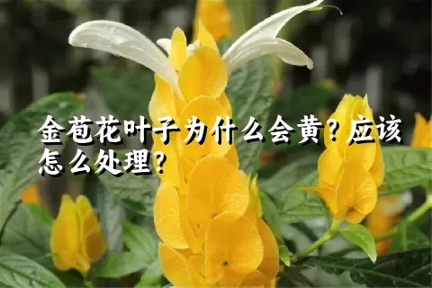 金苞花叶子为什么会黄？应该怎么处理？