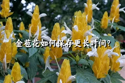 金苞花如何保存更长时间？