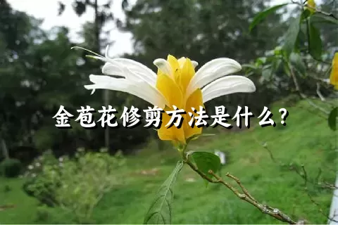 金苞花修剪方法是什么？