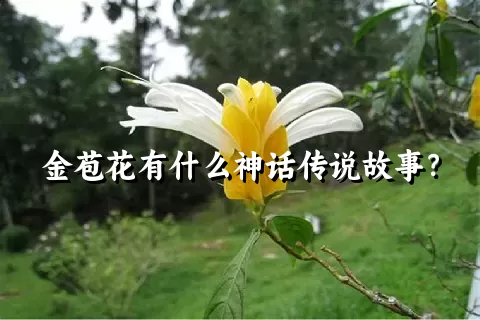 金苞花有什么神话传说故事？