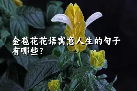 金苞花花语寓意人生的句子有哪些？