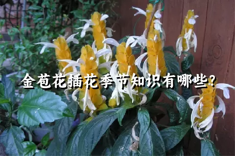 金苞花插花季节知识有哪些？