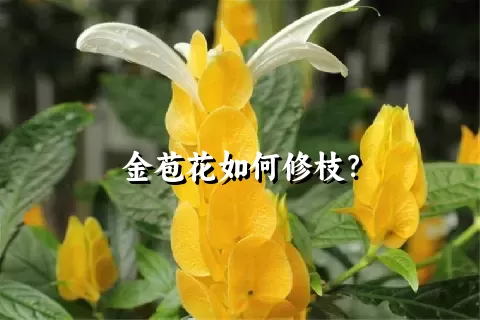 金苞花如何修枝？