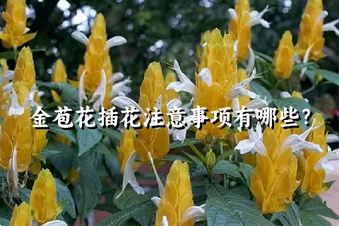 金苞花插花注意事项有哪些？