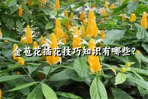 金苞花插花技巧知识有哪些？