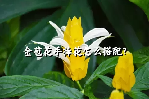 金苞花手捧花怎么搭配？