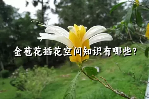 金苞花插花空间知识有哪些？