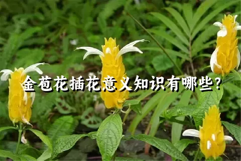 金苞花插花意义知识有哪些？