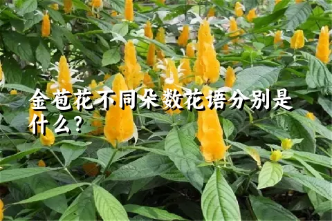 金苞花不同朵数花语分别是什么？