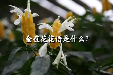 金苞花花语是什么？