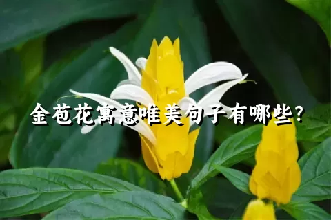 金苞花寓意唯美句子有哪些？