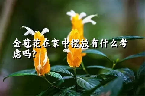 金苞花在家中摆放有什么考虑吗？