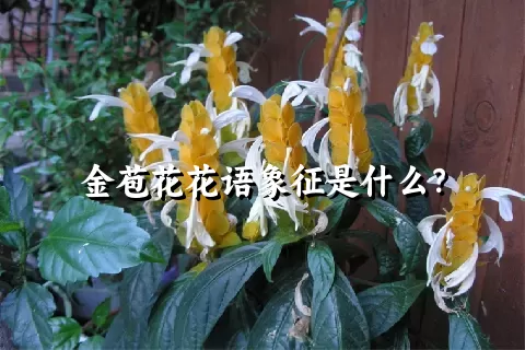 金苞花花语象征是什么？