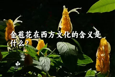 金苞花在西方文化的含义是什么？