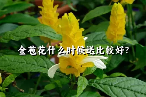 金苞花什么时候送比较好？