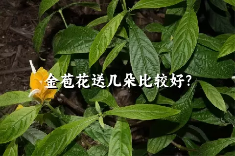 金苞花送几朵比较好？