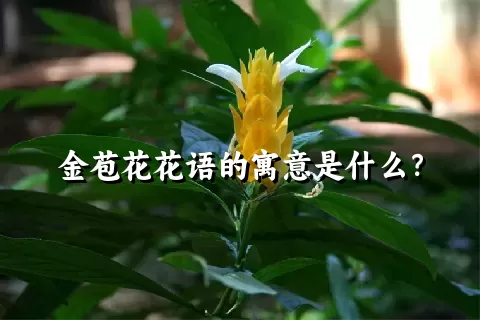 金苞花花语的寓意是什么？