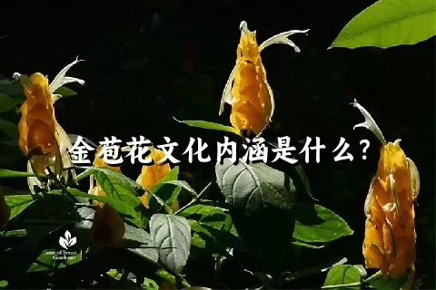 金苞花文化内涵是什么？