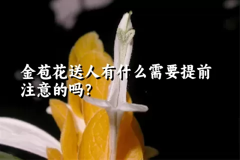 金苞花送人有什么需要提前注意的吗？