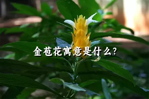 金苞花寓意是什么？