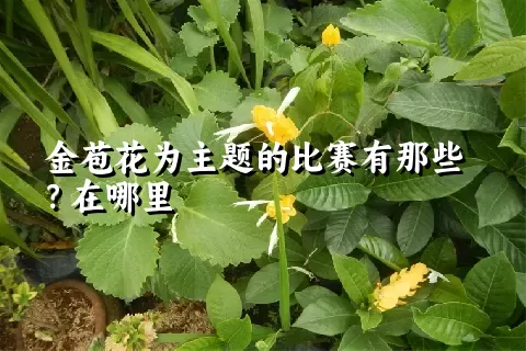 金苞花为主题的比赛有那些？在哪里