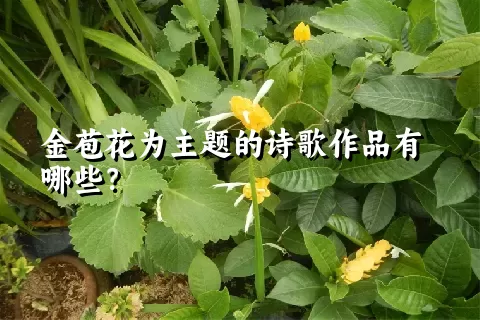 金苞花为主题的诗歌作品有哪些？