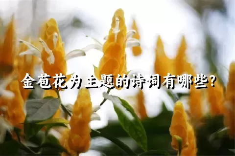 金苞花为主题的诗词有哪些？