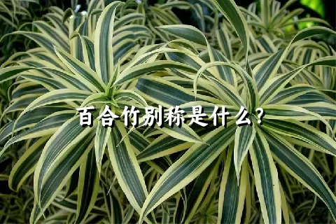 百合竹别称是什么？