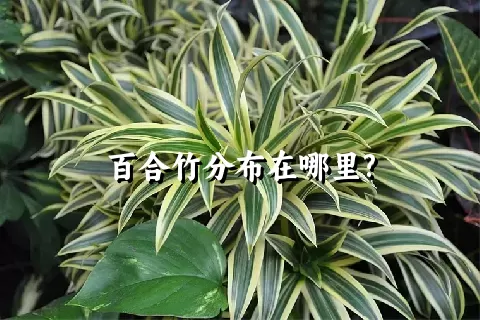 百合竹分布在哪里?