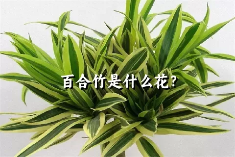 百合竹是什么花？