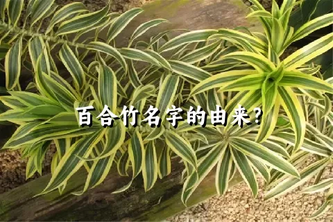 百合竹名字的由来？