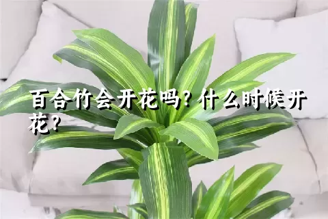 百合竹会开花吗？什么时候开花？